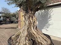 Olijfboom bonsai xxl - olea europaea - ca. 250 jaar oud - hoogte ca. 280 cm - afbeelding 9 van  10