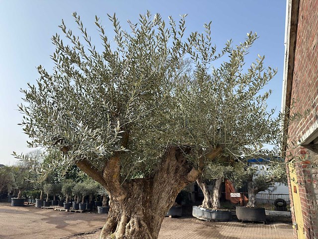 Olijfboom bonsai xxl - olea europaea - ca. 250 jaar oud - hoogte ca. 280 cm - afbeelding 10 van  10
