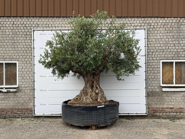 Olijfboom bonsai xxl - olea europaea - ca. 250 jaar oud - hoogte ca. 280 cm - afbeelding 1 van  1