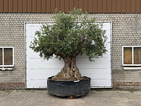 Olijfboom bonsai xxl - olea europaea - ca. 250 jaar oud - hoogte ca. 280 cm