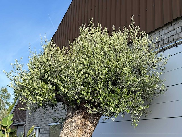 Olijfboom bonsai xxl - olea europaea - ca. 250 jaar oud - hoogte ca. 280 cm - afbeelding 2 van  14