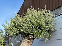 Olijfboom bonsai xxl - olea europaea - ca. 250 jaar oud - hoogte ca. 280 cm - afbeelding 2 van  14
