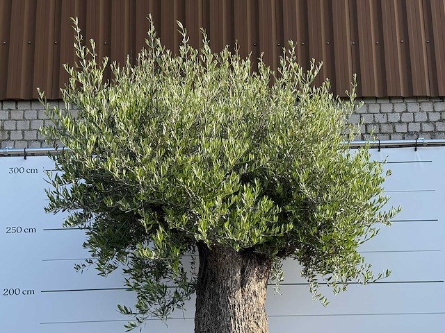 Olijfboom bonsai xxl - olea europaea - ca. 250 jaar oud - hoogte ca. 280 cm - afbeelding 3 van  14