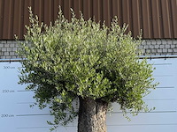 Olijfboom bonsai xxl - olea europaea - ca. 250 jaar oud - hoogte ca. 280 cm - afbeelding 3 van  14