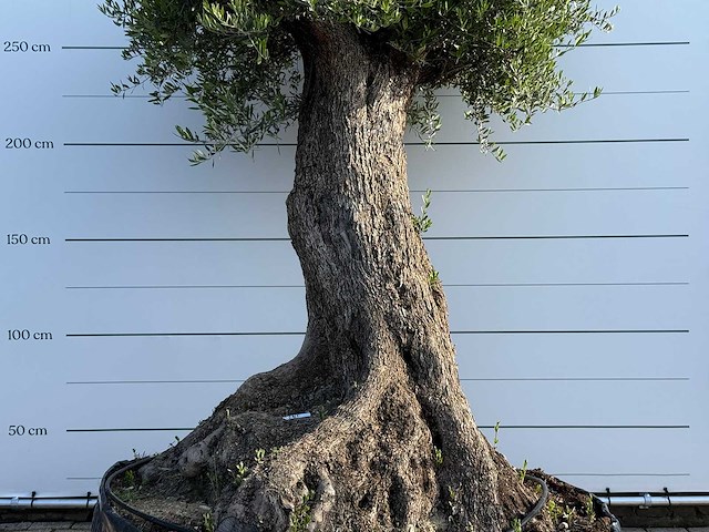 Olijfboom bonsai xxl - olea europaea - ca. 250 jaar oud - hoogte ca. 280 cm - afbeelding 4 van  14
