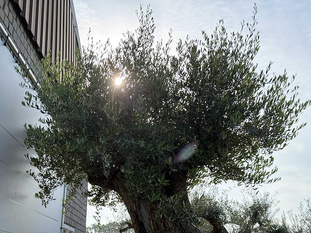 Olijfboom bonsai xxl - olea europaea - ca. 250 jaar oud - hoogte ca. 280 cm - afbeelding 5 van  14