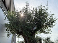 Olijfboom bonsai xxl - olea europaea - ca. 250 jaar oud - hoogte ca. 280 cm - afbeelding 5 van  14