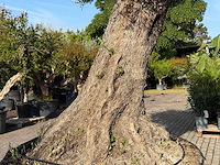 Olijfboom bonsai xxl - olea europaea - ca. 250 jaar oud - hoogte ca. 280 cm - afbeelding 6 van  14