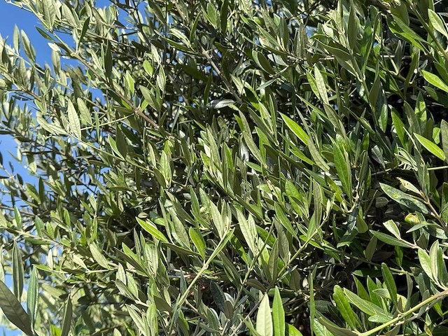 Olijfboom bonsai xxl - olea europaea - ca. 250 jaar oud - hoogte ca. 280 cm - afbeelding 7 van  14