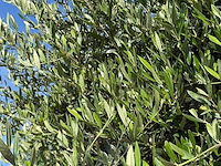 Olijfboom bonsai xxl - olea europaea - ca. 250 jaar oud - hoogte ca. 280 cm - afbeelding 7 van  14