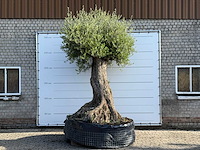 Olijfboom bonsai xxl - olea europaea - ca. 250 jaar oud - hoogte ca. 280 cm - afbeelding 1 van  14