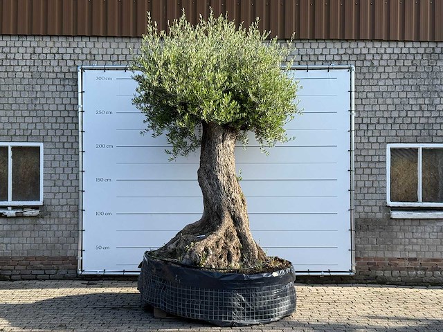 Olijfboom bonsai xxl - olea europaea - ca. 250 jaar oud - hoogte ca. 280 cm - afbeelding 8 van  14
