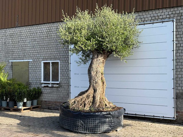 Olijfboom bonsai xxl - olea europaea - ca. 250 jaar oud - hoogte ca. 280 cm - afbeelding 9 van  14