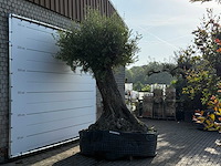 Olijfboom bonsai xxl - olea europaea - ca. 250 jaar oud - hoogte ca. 280 cm - afbeelding 10 van  14