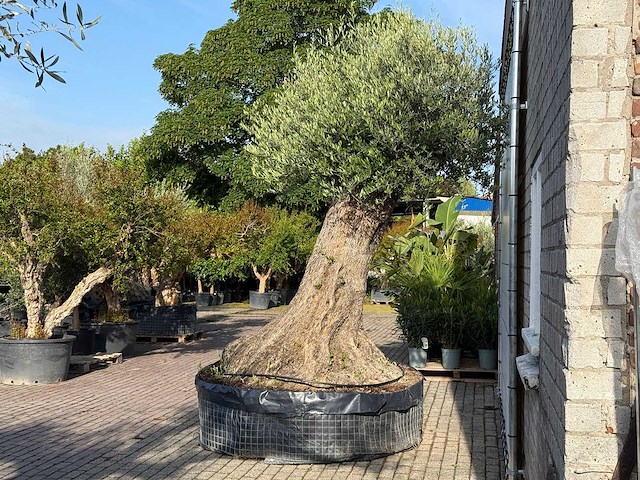 Olijfboom bonsai xxl - olea europaea - ca. 250 jaar oud - hoogte ca. 280 cm - afbeelding 12 van  14