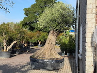 Olijfboom bonsai xxl - olea europaea - ca. 250 jaar oud - hoogte ca. 280 cm - afbeelding 12 van  14