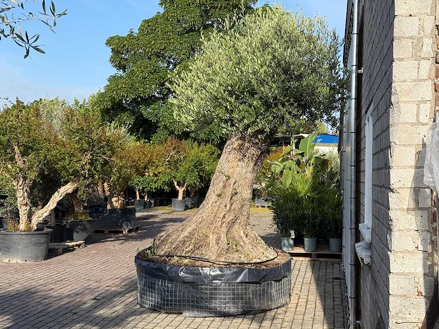 Olijfboom bonsai xxl - olea europaea - ca. 250 jaar oud - hoogte ca. 280 cm - afbeelding 13 van  14