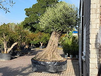 Olijfboom bonsai xxl - olea europaea - ca. 250 jaar oud - hoogte ca. 280 cm - afbeelding 13 van  14