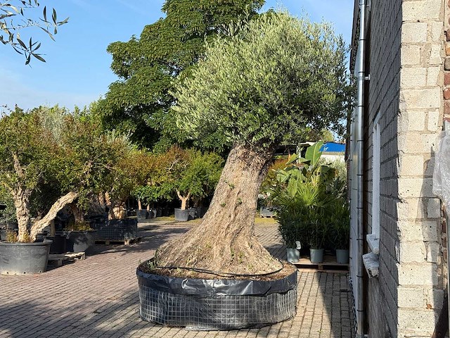 Olijfboom bonsai xxl - olea europaea - ca. 250 jaar oud - hoogte ca. 280 cm - afbeelding 14 van  14