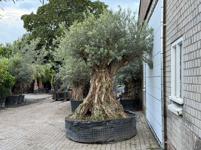 Olijfboom bonsai xxl - olea europaea - ca. 250 jaar oud - hoogte ca. 280 cm - afbeelding 4 van  10