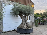 Olijfboom bonsai xxl - olea europaea - ca. 250 jaar oud - hoogte ca. 280 cm - afbeelding 5 van  10