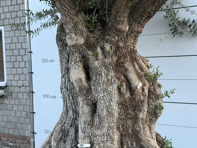 Olijfboom bonsai xxl - olea europaea - ca. 250 jaar oud - hoogte ca. 280 cm - afbeelding 6 van  10