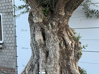 Olijfboom bonsai xxl - olea europaea - ca. 250 jaar oud - hoogte ca. 280 cm - afbeelding 6 van  10