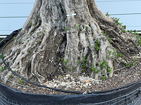 Olijfboom bonsai xxl - olea europaea - ca. 250 jaar oud - hoogte ca. 280 cm - afbeelding 8 van  10
