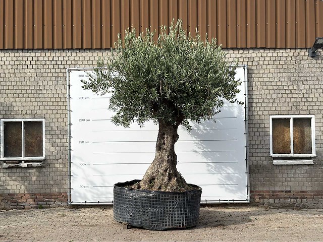 Olijfboom bonsai xxl - olea europaea - ca. 250 jaar oud - hoogte ca. 280 cm - afbeelding 1 van  7
