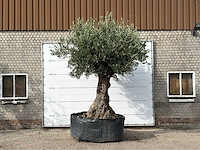 Olijfboom bonsai xxl - olea europaea - ca. 250 jaar oud - hoogte ca. 280 cm
