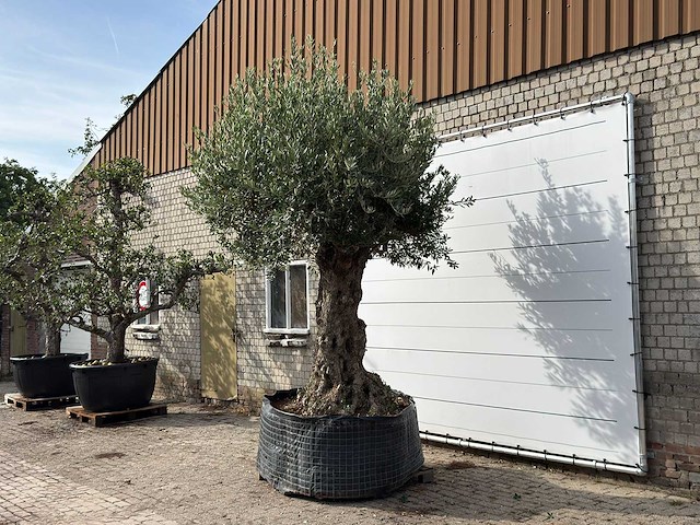 Olijfboom bonsai xxl - olea europaea - ca. 250 jaar oud - hoogte ca. 280 cm - afbeelding 2 van  7