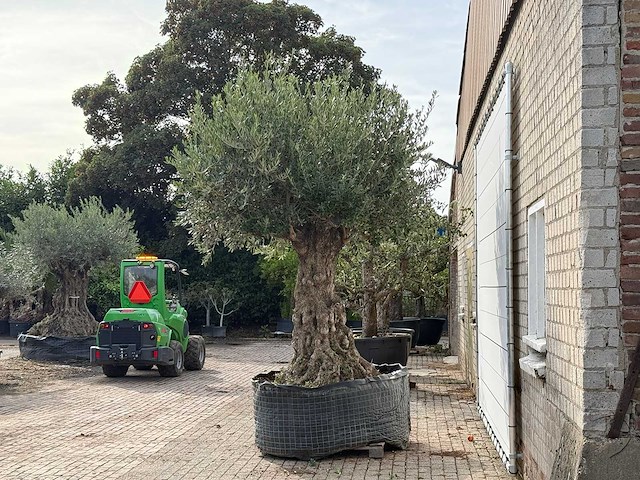 Olijfboom bonsai xxl - olea europaea - ca. 250 jaar oud - hoogte ca. 280 cm - afbeelding 3 van  7