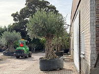 Olijfboom bonsai xxl - olea europaea - ca. 250 jaar oud - hoogte ca. 280 cm - afbeelding 3 van  7