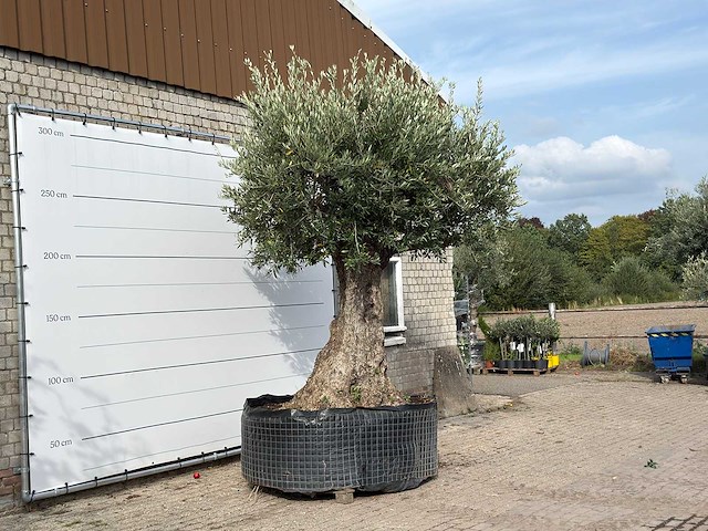 Olijfboom bonsai xxl - olea europaea - ca. 250 jaar oud - hoogte ca. 280 cm - afbeelding 4 van  7