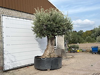 Olijfboom bonsai xxl - olea europaea - ca. 250 jaar oud - hoogte ca. 280 cm - afbeelding 4 van  7