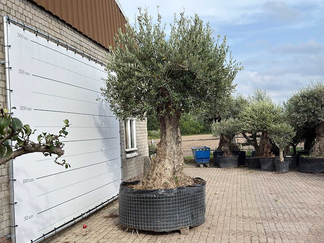 Olijfboom bonsai xxl - olea europaea - ca. 250 jaar oud - hoogte ca. 280 cm - afbeelding 5 van  7