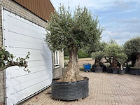 Olijfboom bonsai xxl - olea europaea - ca. 250 jaar oud - hoogte ca. 280 cm - afbeelding 5 van  7