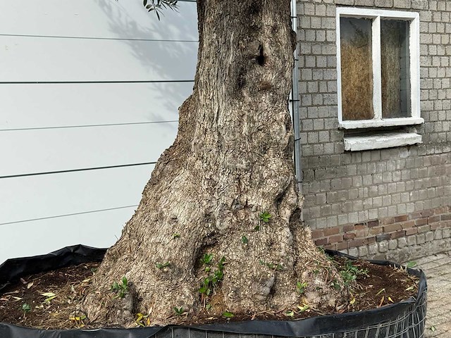 Olijfboom bonsai xxl - olea europaea - ca. 250 jaar oud - hoogte ca. 280 cm - afbeelding 6 van  7