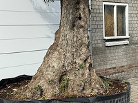 Olijfboom bonsai xxl - olea europaea - ca. 250 jaar oud - hoogte ca. 280 cm - afbeelding 6 van  7