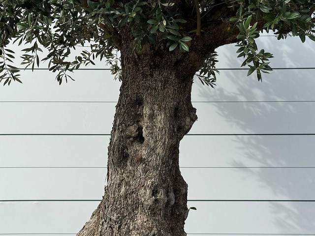Olijfboom bonsai xxl - olea europaea - ca. 250 jaar oud - hoogte ca. 280 cm - afbeelding 7 van  7