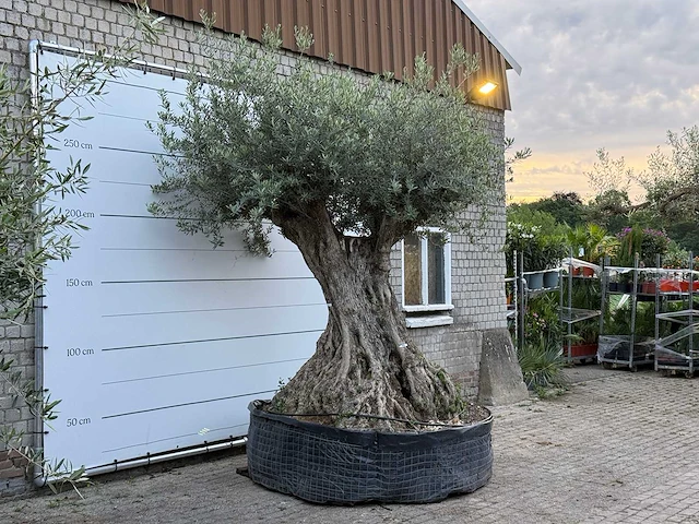 Olijfboom bonsai xxl - olea europaea - ca. 250 jaar oud - hoogte ca. 280 cm - afbeelding 5 van  10