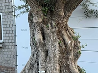 Olijfboom bonsai xxl - olea europaea - ca. 250 jaar oud - hoogte ca. 280 cm - afbeelding 6 van  10