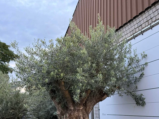 Olijfboom bonsai xxl - olea europaea - ca. 250 jaar oud - hoogte ca. 280 cm - afbeelding 10 van  10