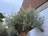 Olijfboom bonsai xxl - olea europaea - ca. 250 jaar oud - hoogte ca. 280 cm - afbeelding 10 van  10