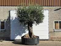 Olijfboom bonsai xxl - olea europaea - ca. 250 jaar oud - hoogte ca. 280 cm