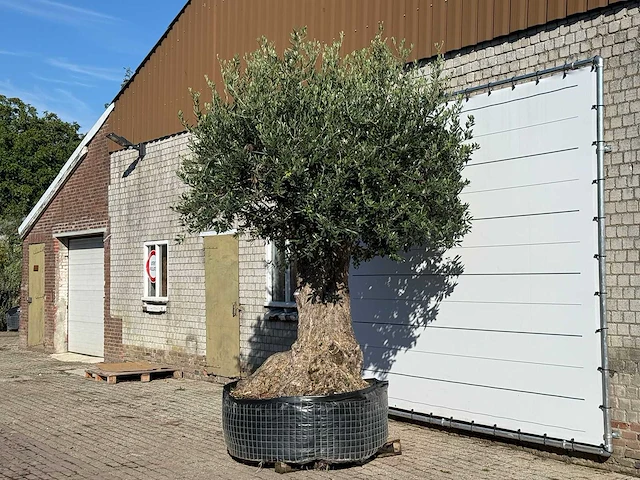 Olijfboom bonsai xxl - olea europaea - ca. 250 jaar oud - hoogte ca. 280 cm - afbeelding 2 van  5