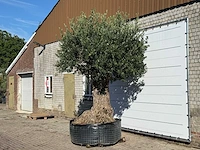 Olijfboom bonsai xxl - olea europaea - ca. 250 jaar oud - hoogte ca. 280 cm - afbeelding 2 van  5