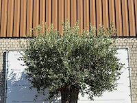 Olijfboom bonsai xxl - olea europaea - ca. 250 jaar oud - hoogte ca. 280 cm - afbeelding 4 van  5