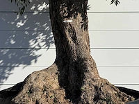 Olijfboom bonsai xxl - olea europaea - ca. 250 jaar oud - hoogte ca. 280 cm - afbeelding 5 van  5