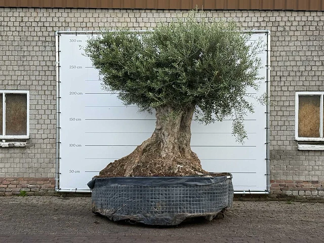 Olijfboom bonsai xxl - olea europaea - ca. 250 jaar oud - hoogte ca. 280 cm - afbeelding 1 van  7